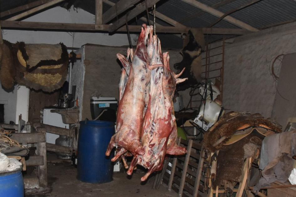 Ovinos faenados colgados desde el techo Foto Ovinos faenados colgados desde el techo