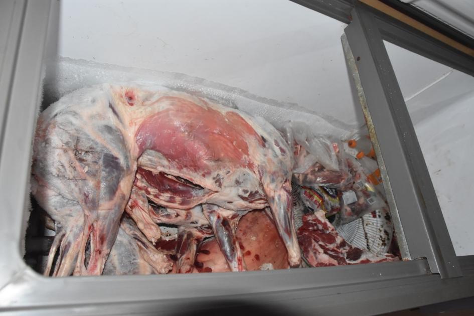 Ovinos faenados dentro de frezer Foto Ovinos faenados dentro de frezer