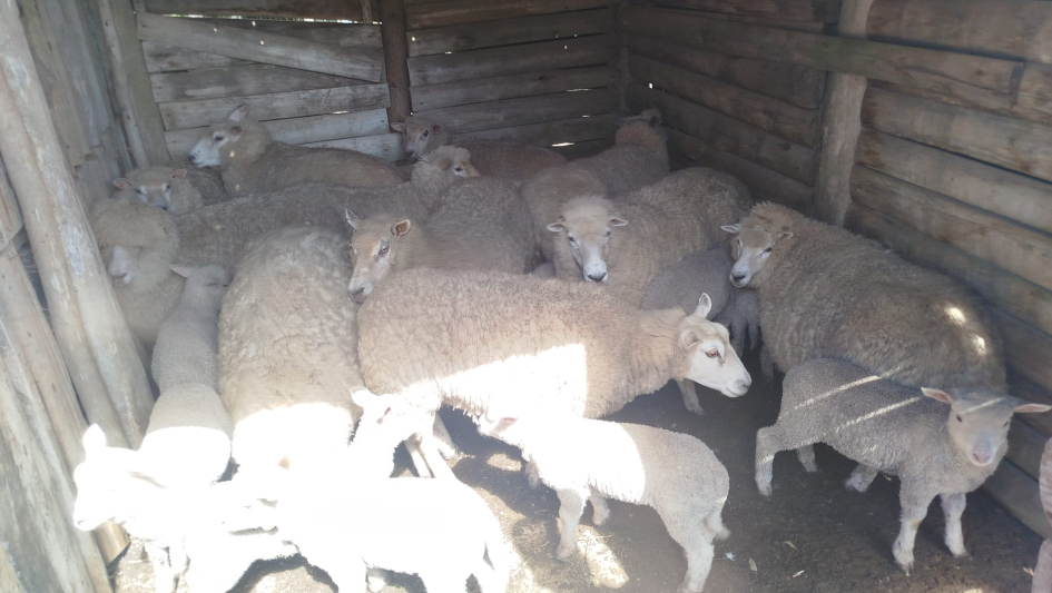 Ovinos resguardados en un galpón