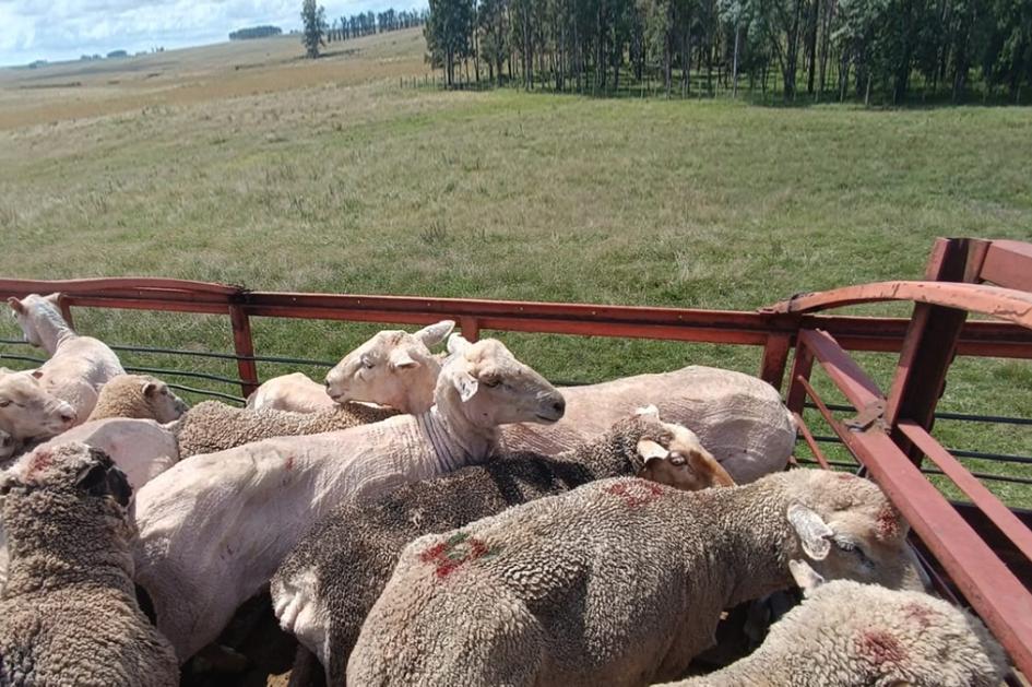 Ovinos marcados en carrocería de camión. Ovinos marcados en carrocería de camión.