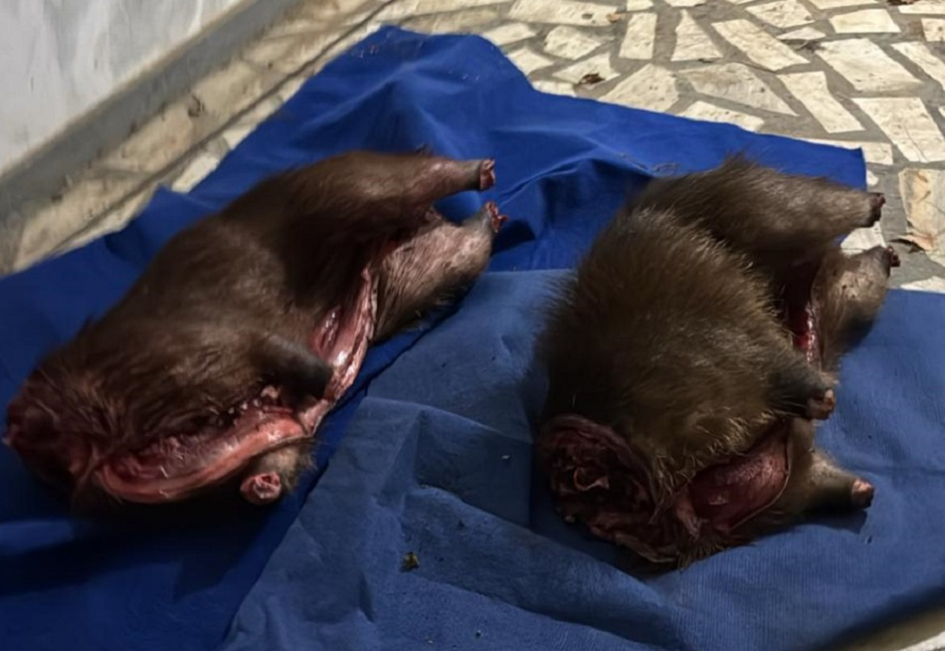 Piezas de la fauna autóctona faenadas Piezas de la fauna autóctona faenadas