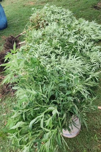 Planta de Canabis Planta de Canabis