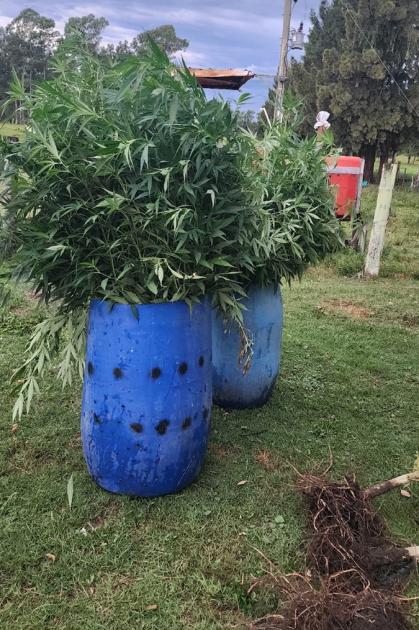 Plantas de Canabis en tachos. Plantas de Canabis en tachos.