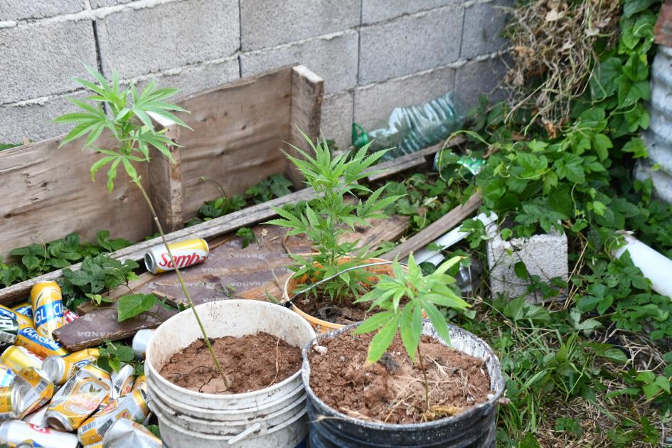 Plantas de Cannabis incautadas en una vivienda en Operación Capibara Plantas de Cannabis incautadas en una vivienda en Operación Capibara