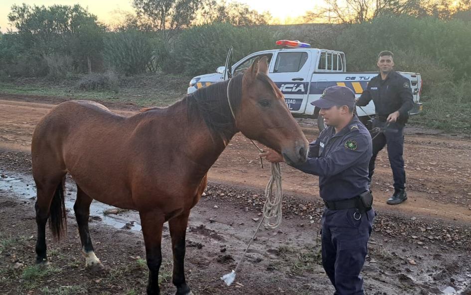 Policía con equino recuperado. Policía con equino recuperado.