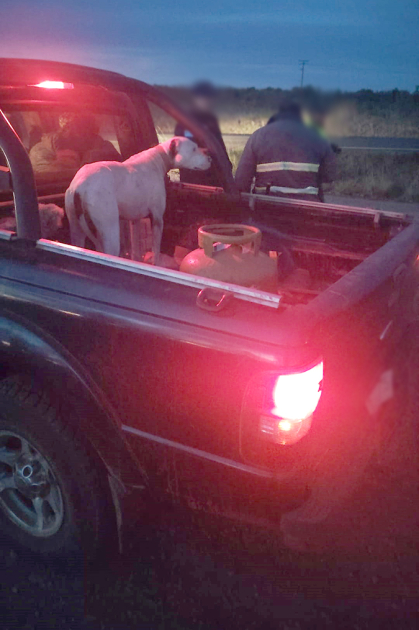 Policías realizando control a una camioneta en la ruta. Policía chofer y camioneta en la ruta con un perro en la carrocería.