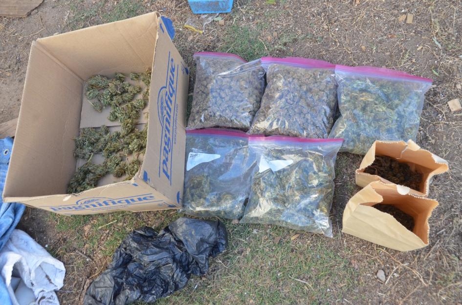 Flores de cannabis. Flores de cannabis.