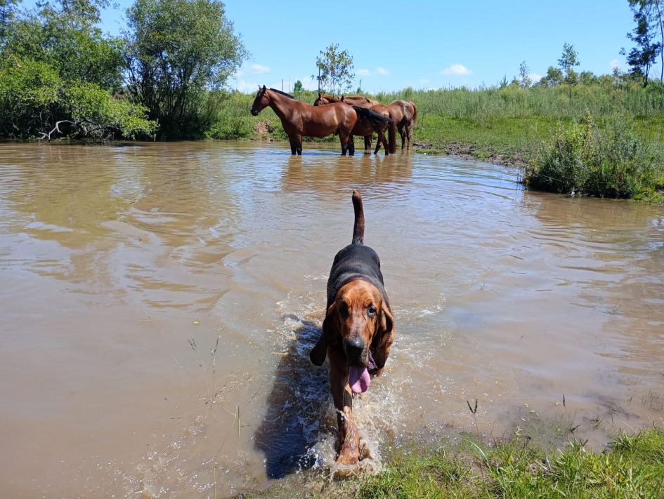 Sam, can de Equipo K-9 Sam, can de Equipo K-9