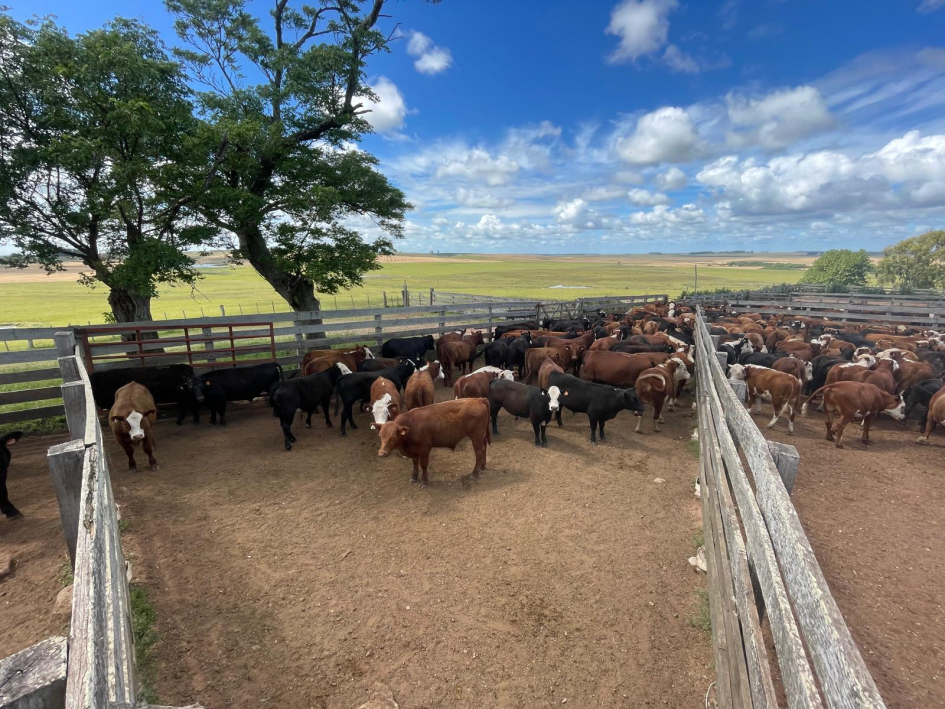 Terneros recuperados en Durazno