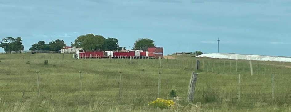 Caminones para transportar terneros recuperados en Durazno