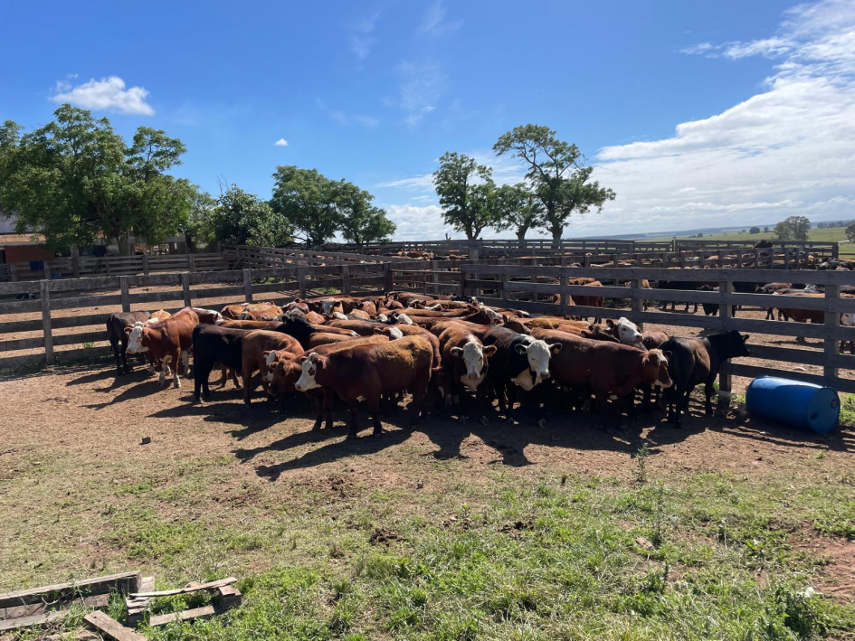 Terneros recuperados en Durazno