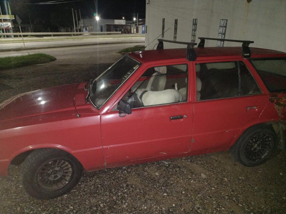 Camioneta intervenida con can blanco adentro Camioneta intervenida con can blanco adentro