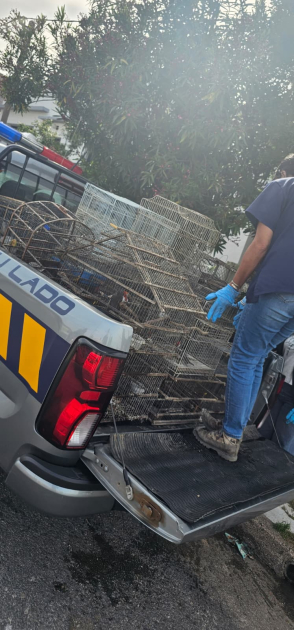 Veterinaria con aves en jaulas sobre camioneta policial 