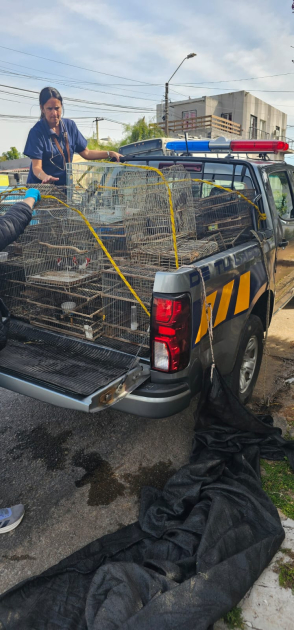 Veterinaria con aves en jaulas sobre camioneta policial