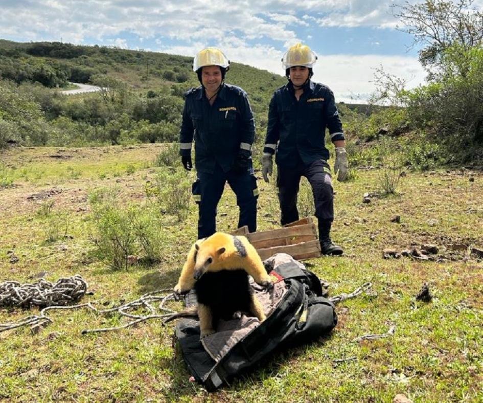 Dos bomberos detrás de un tamanduá