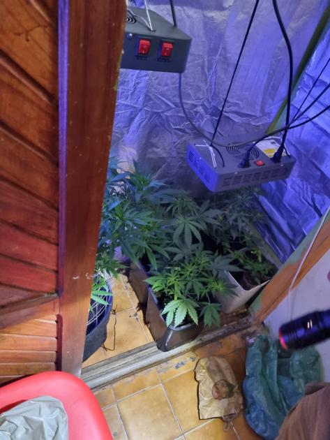 Plana de marihuana incautada. Plana de marihuana incautada.