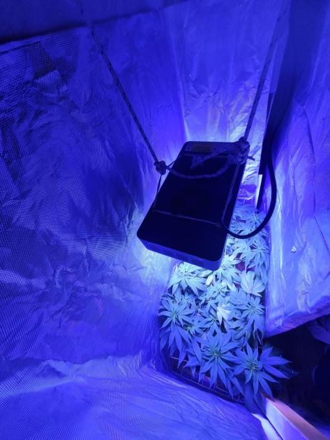 Plana de marihuana con iluminación artifical. Plana de marihuana con iluminación artifical.