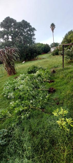 Plantas de marihuana incautadas