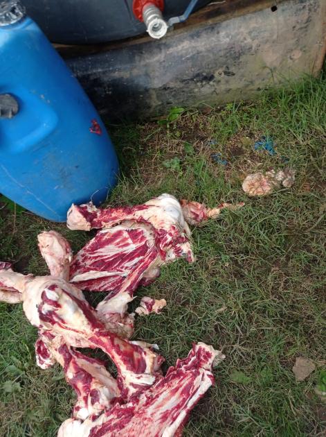 carne carne