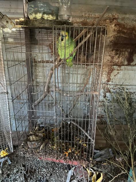 Otro de los pájaros incautados. Otro de los pájaros incautados.