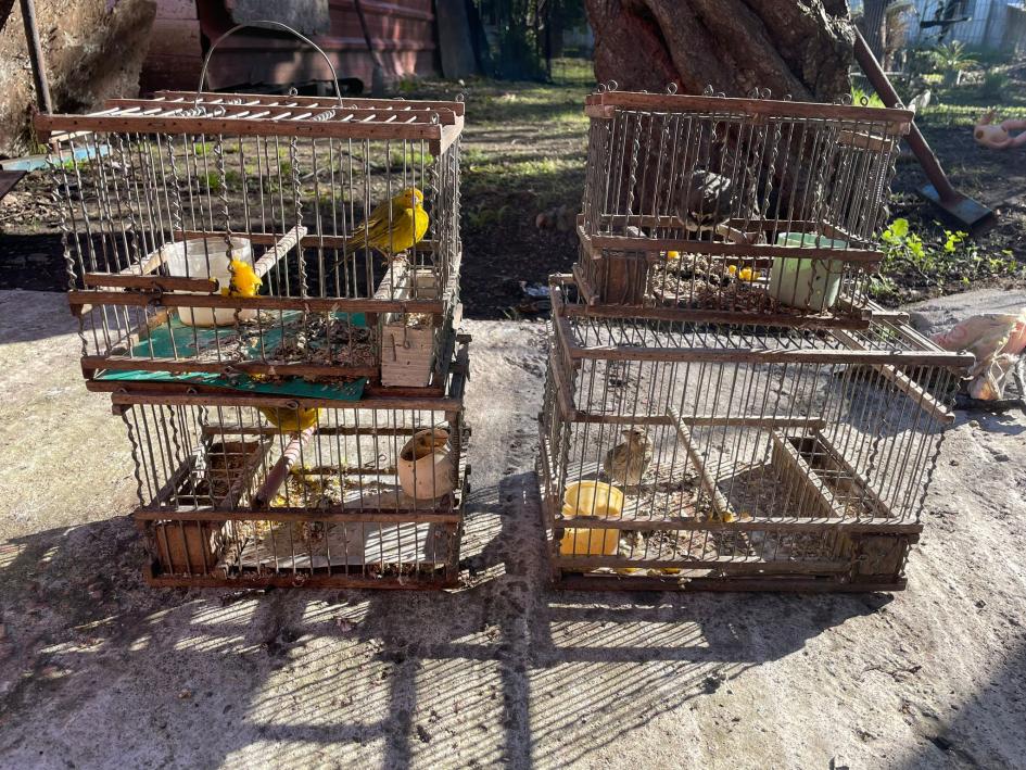 Pájaros incautados. Pájaros incautados.