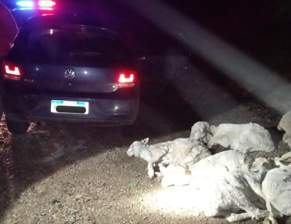 Una persona condenada, ocho ovinos recuperados y vehículo incautado por delito de abigeato