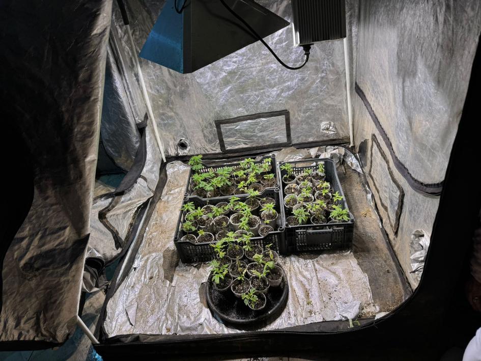 Plantines de marihuana. Plantines de marihuana.