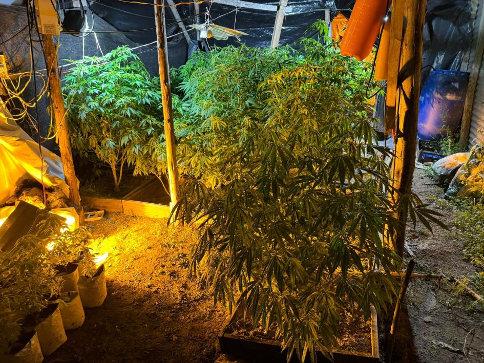Laboratorio clandestino de marihuana. Laboratorio clandestino de marihuana.