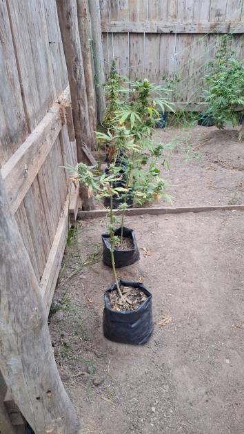 Plantas de marihuana Plantas de marihuana