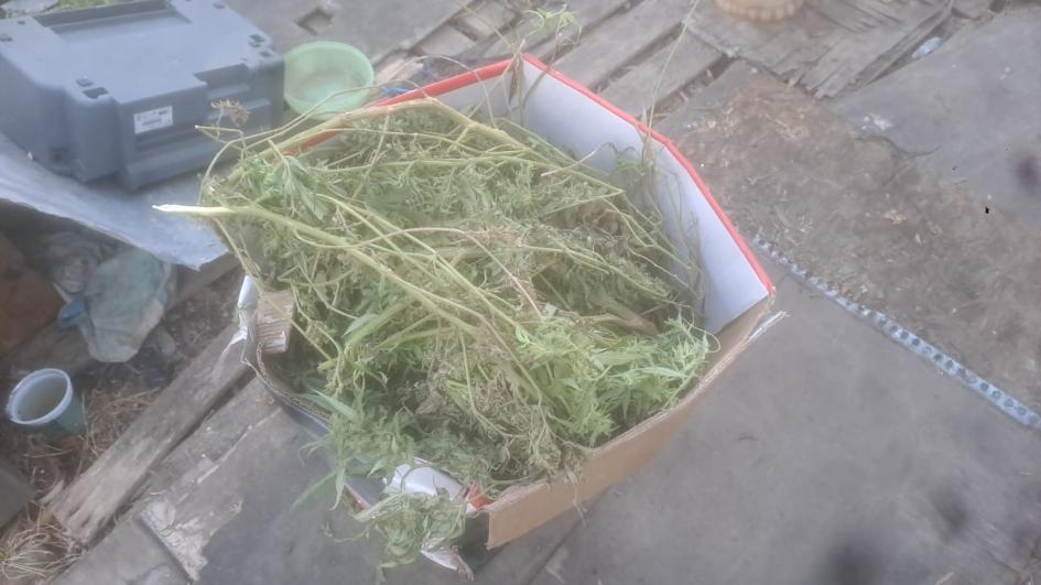Caja de marihuana Caja de marihuana