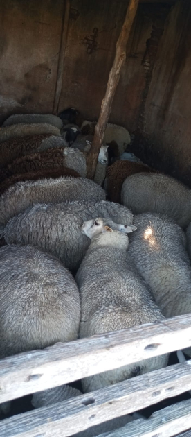 Ovinos recuperados Ovinos recuperados