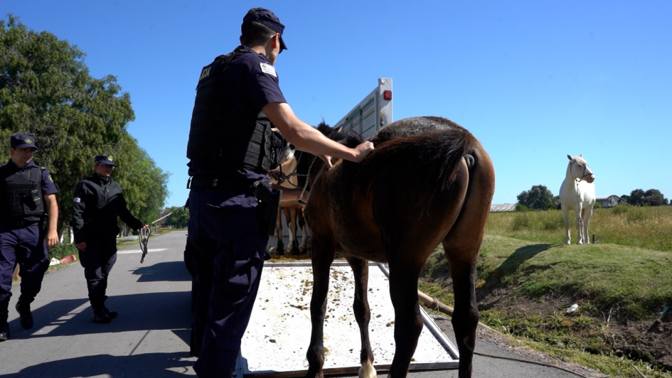 Caballos retirados de la vía pública 