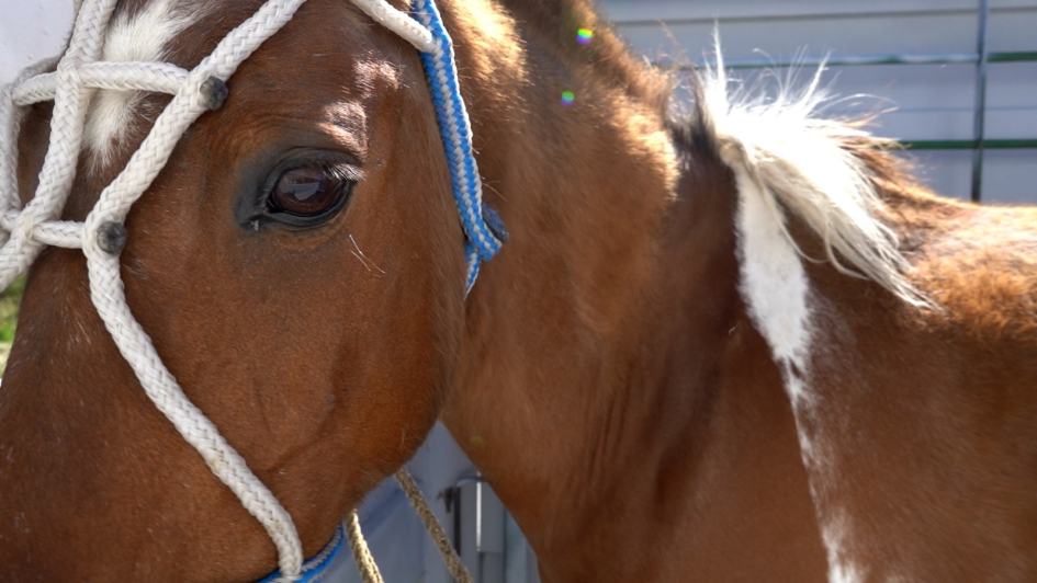 Caballos retirados de la vía pública 