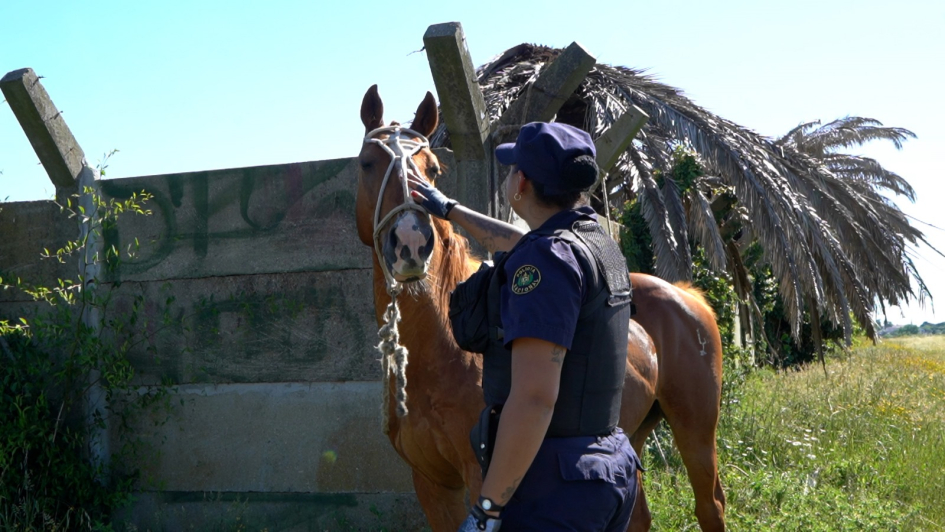 Caballos retirados de la vía pública 