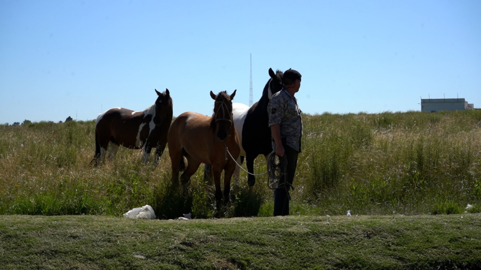 Caballos retirados de la vía pública 