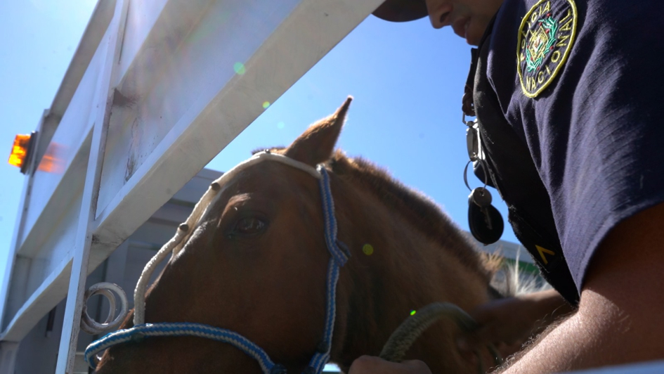 Caballos retirados de la vía pública 
