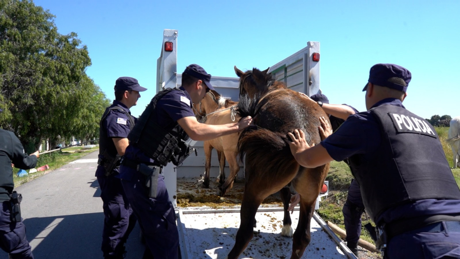Caballos retirados de la vía pública 