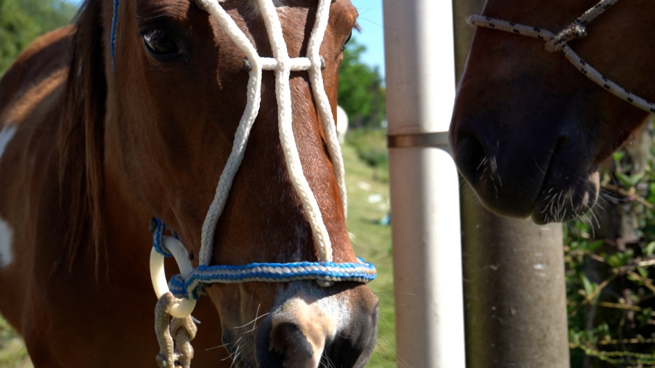 Caballos retirados de la vía pública 