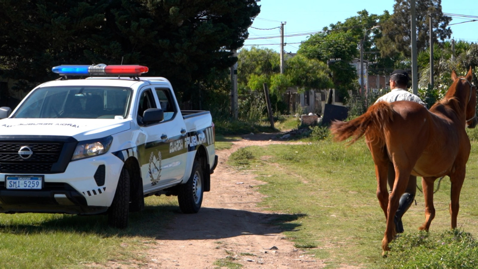 Caballos retirados de la vía pública 