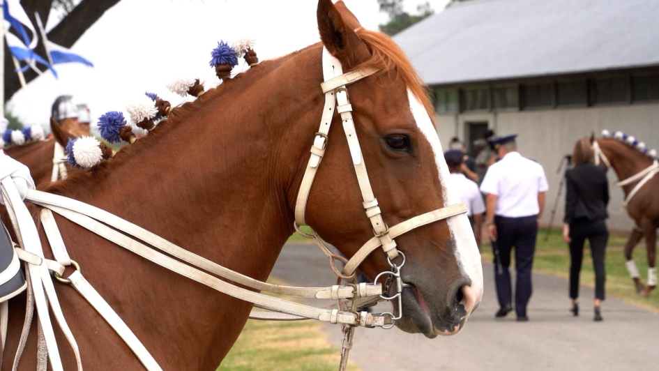 La Dirección Nacional de Guardia Republicana conmemoro su 15° Aniversario 