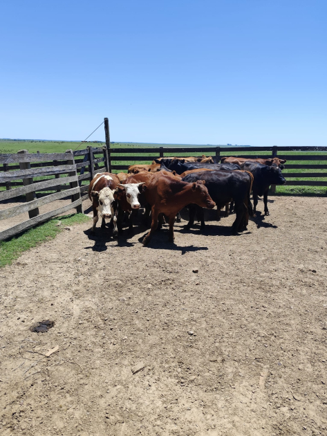 Brigada Departamental recupera animales tras abigeato