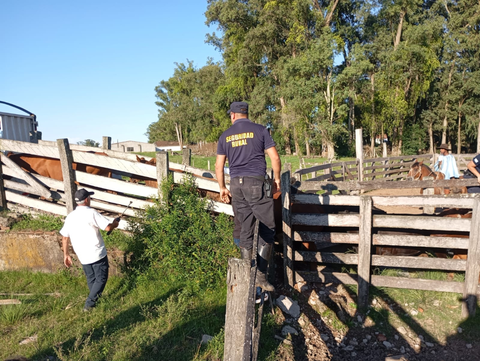 Brigada Departamental recupera animales tras abigeato
