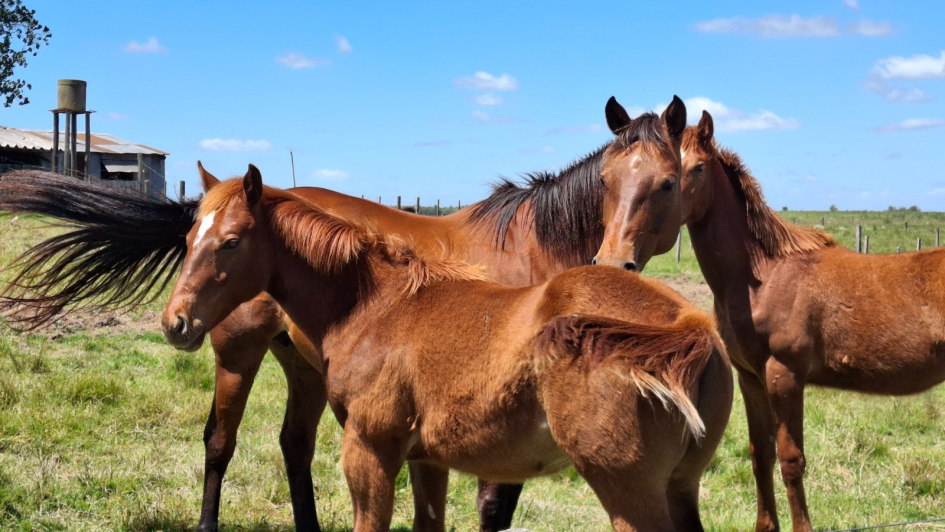 Equinos de la Guardia Republicana en la chacra
