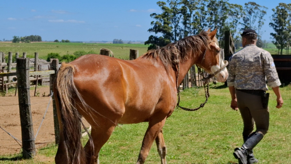 Domador desplazándose a pie con equino de la Guardia Republicana