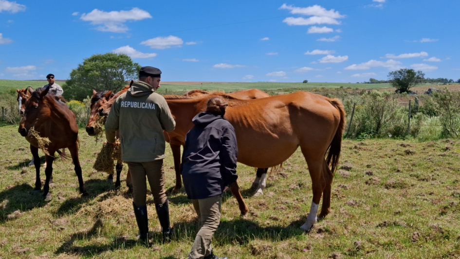 Veterinaria y policía de la Guardia Republicana examinando a equinos