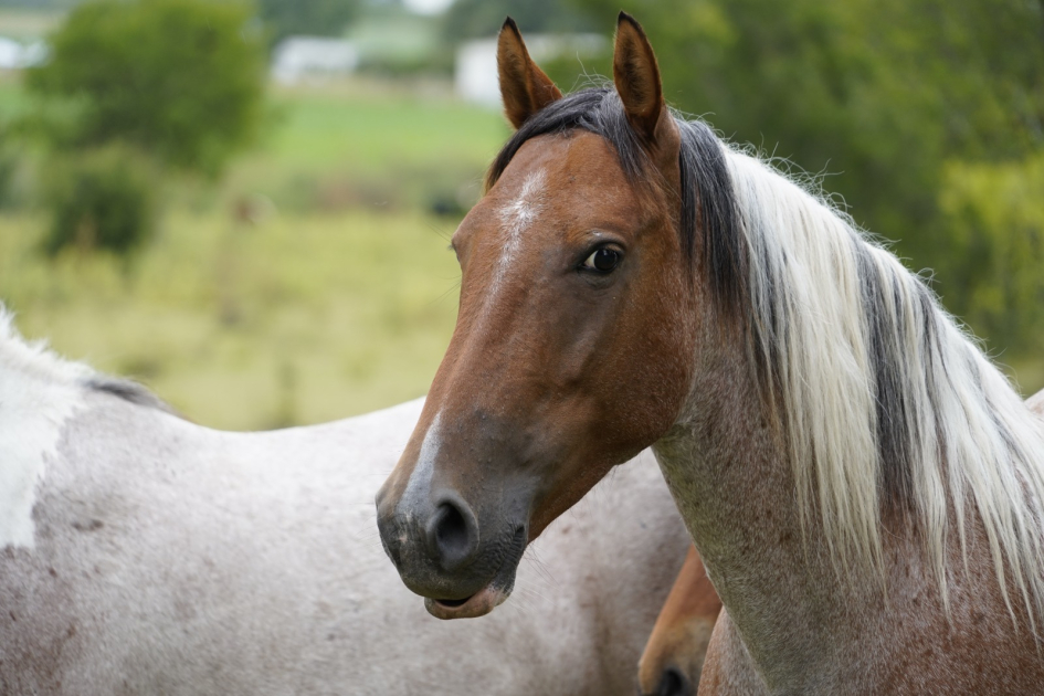 Equinos retirados de la vía pública