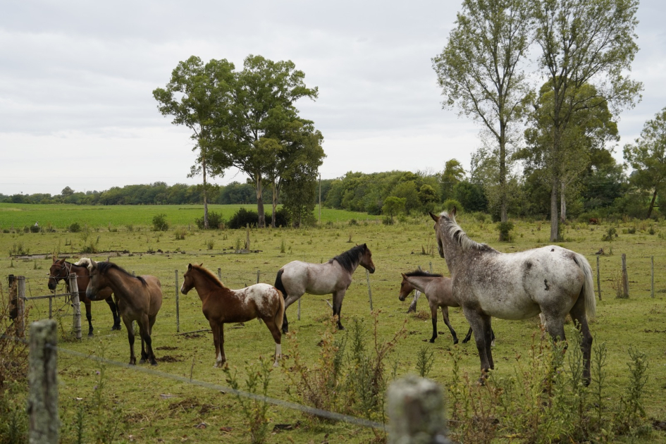 Equinos retirados de la vía pública