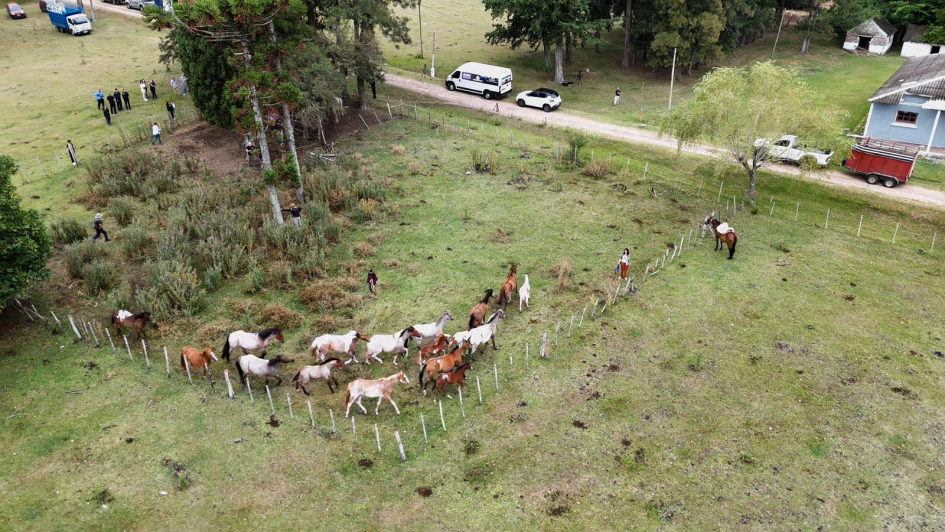 Equinos retirados de la vía pública