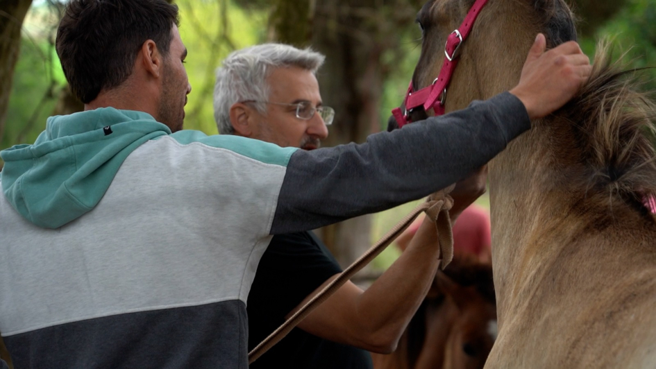 operación Centauro permite donación de los equinos retirados de la vía pública