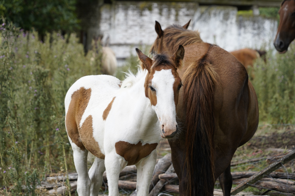 Equinos retirados de la vía pública